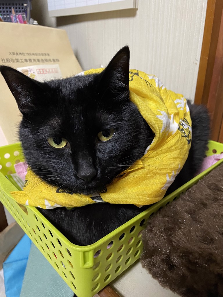 もえきょけ