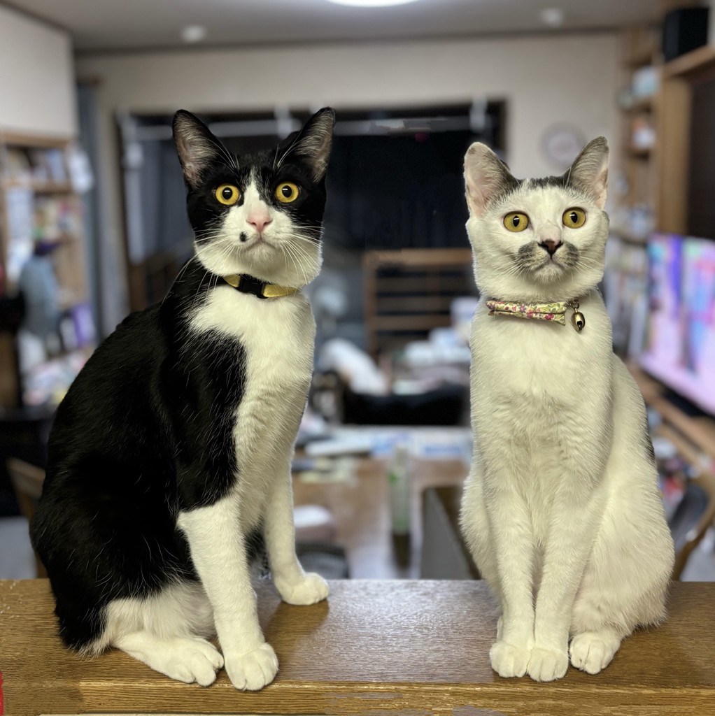 サラ豆ママ