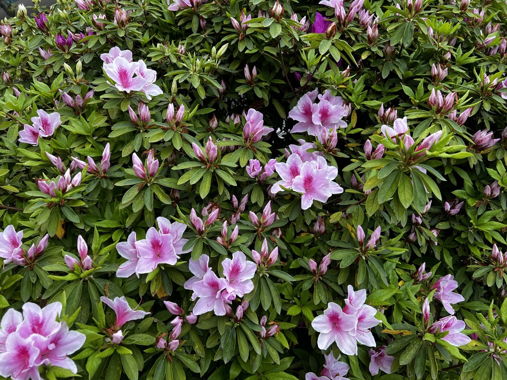 さ。