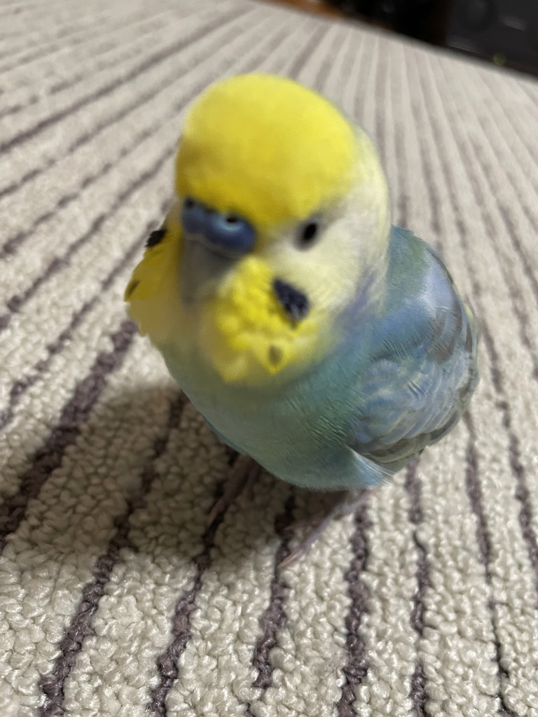 ユーザーアイコン