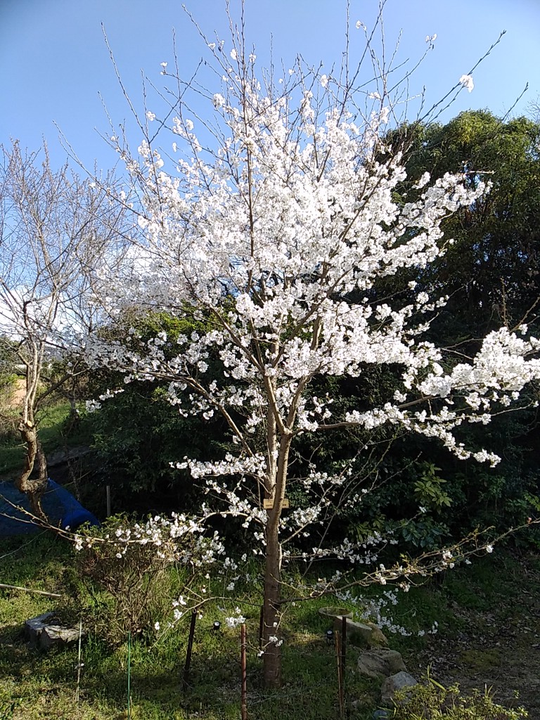 みちくんです