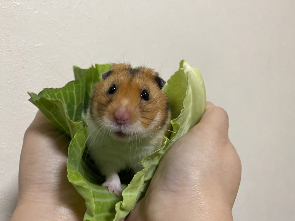 あおのり