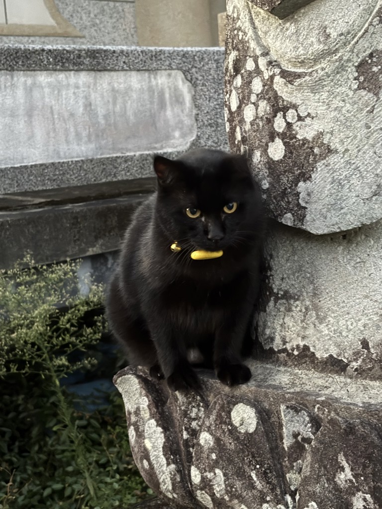 ゴルちゃんママ