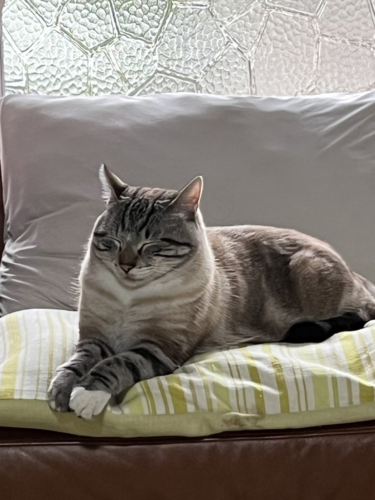 しんや