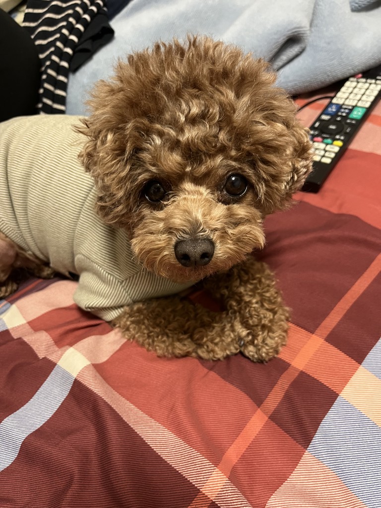 あり