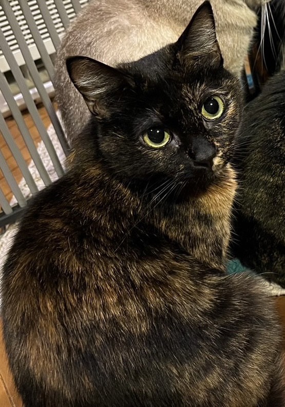 マダム・ジーナ