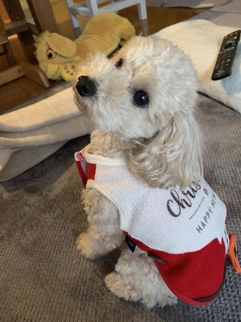 SUKALA】クロスデザインショートタンクトップ(XSサイズ ワイン