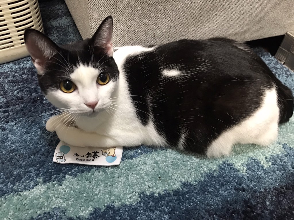 ふじこ