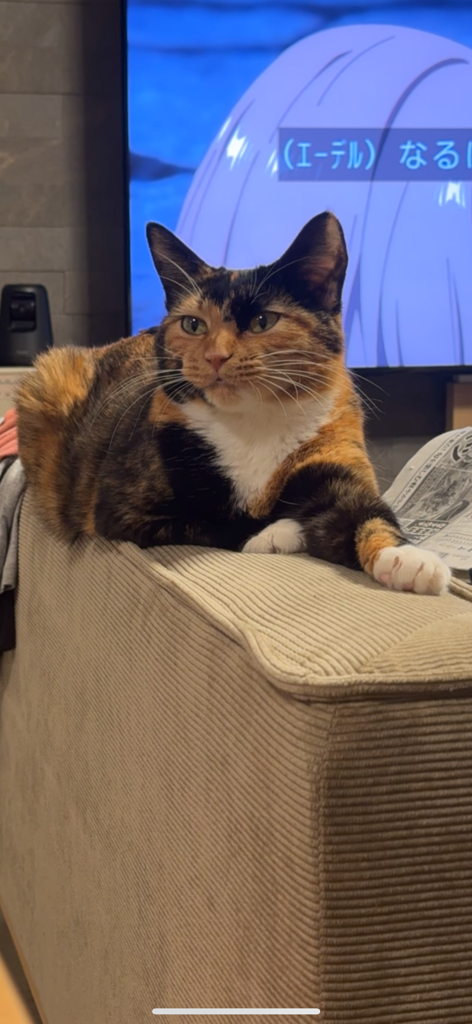 三毛猫えびす