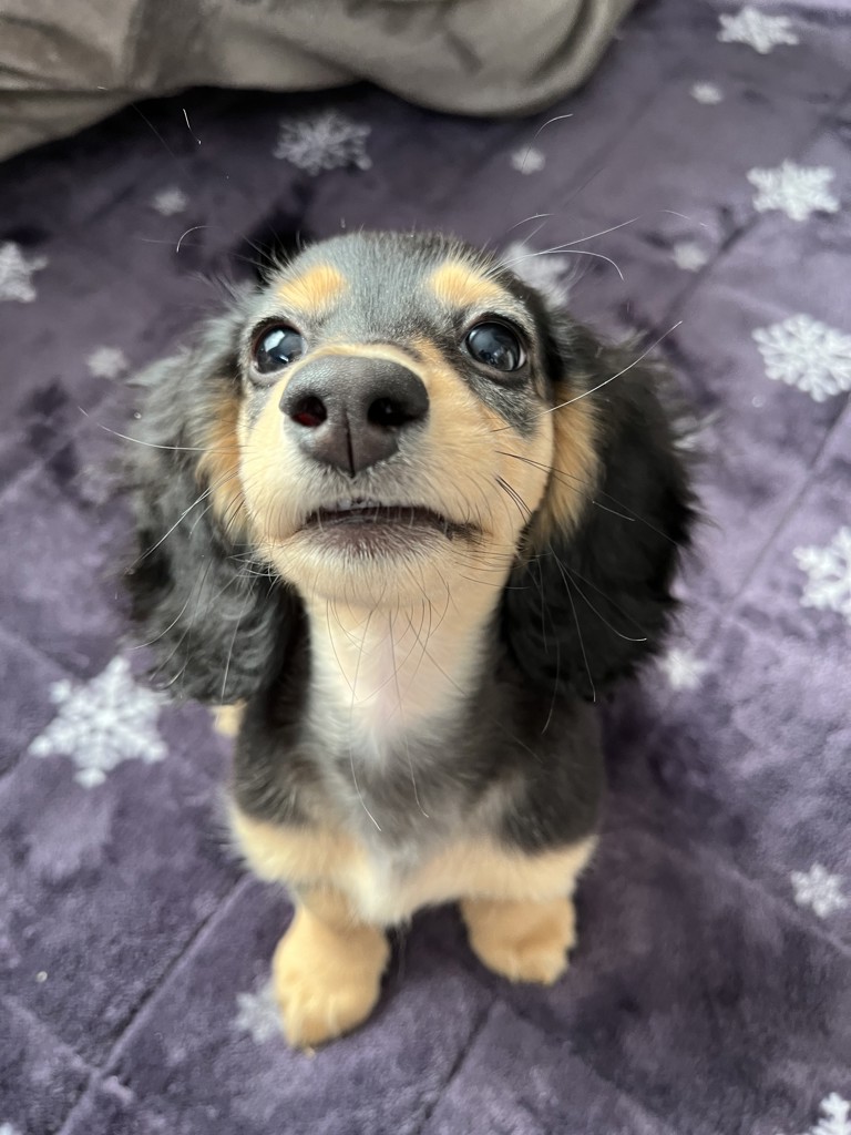 ピノ