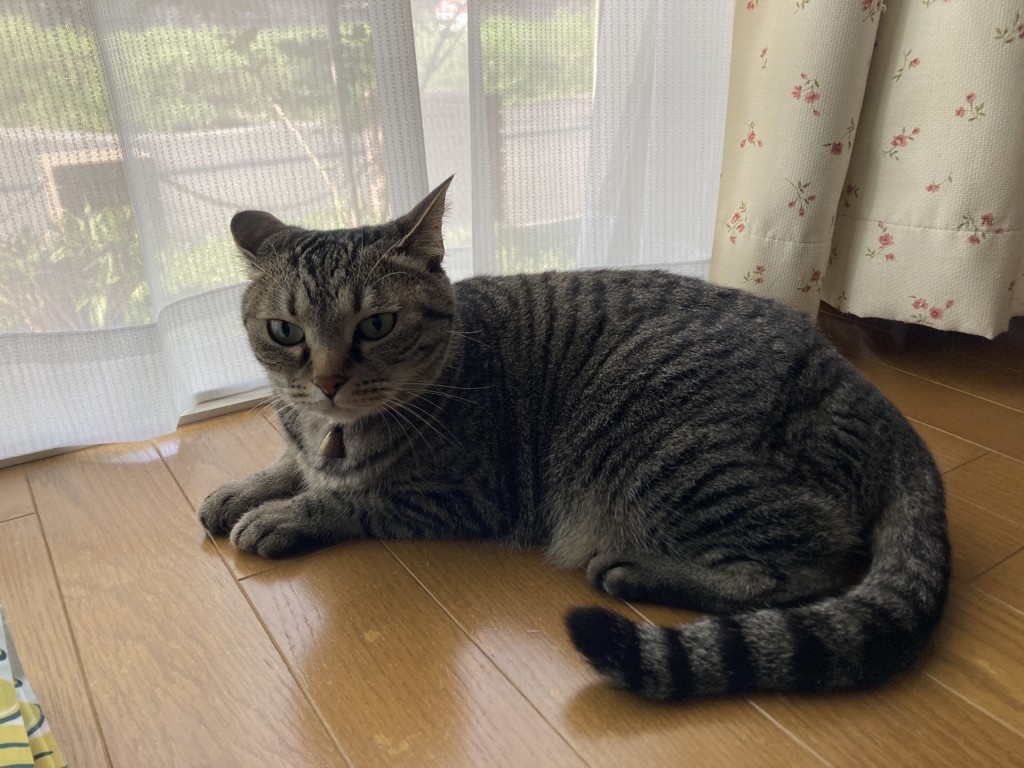 さかな