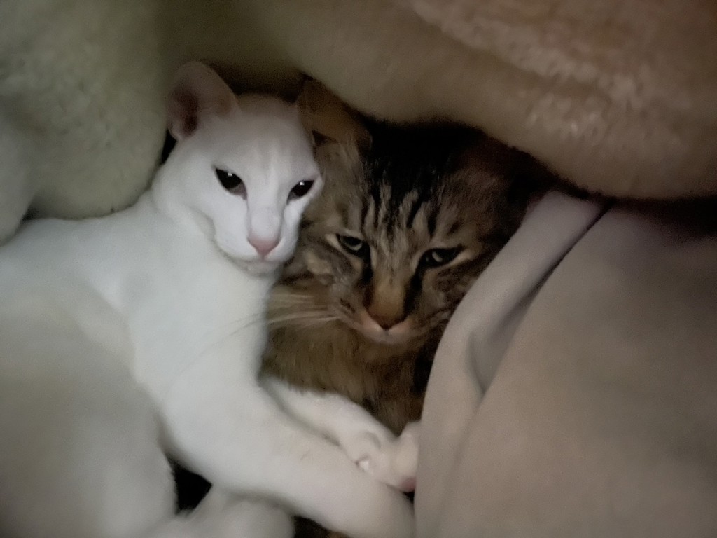 ちびすばくろ