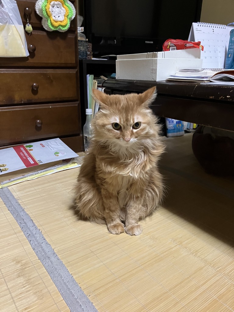 ユーザーアイコン