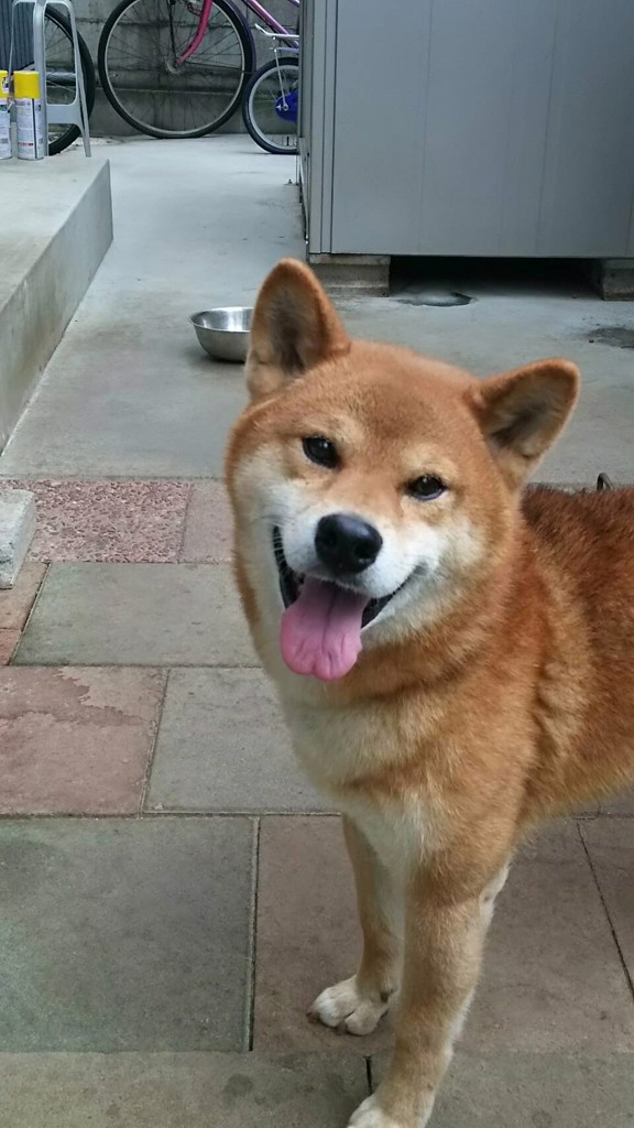 ひまわり