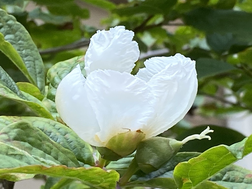 くれは