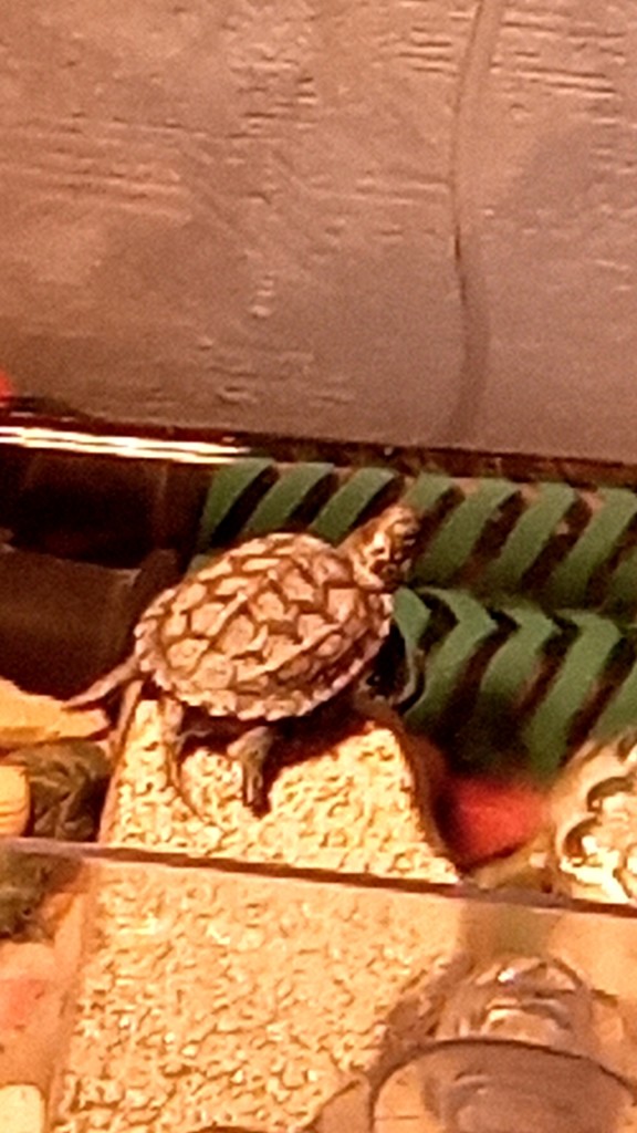 ゆきち
