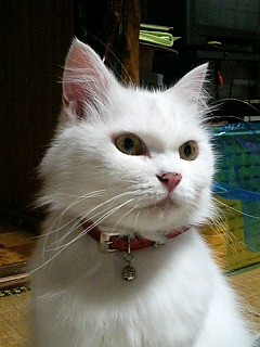 しらたまもなか