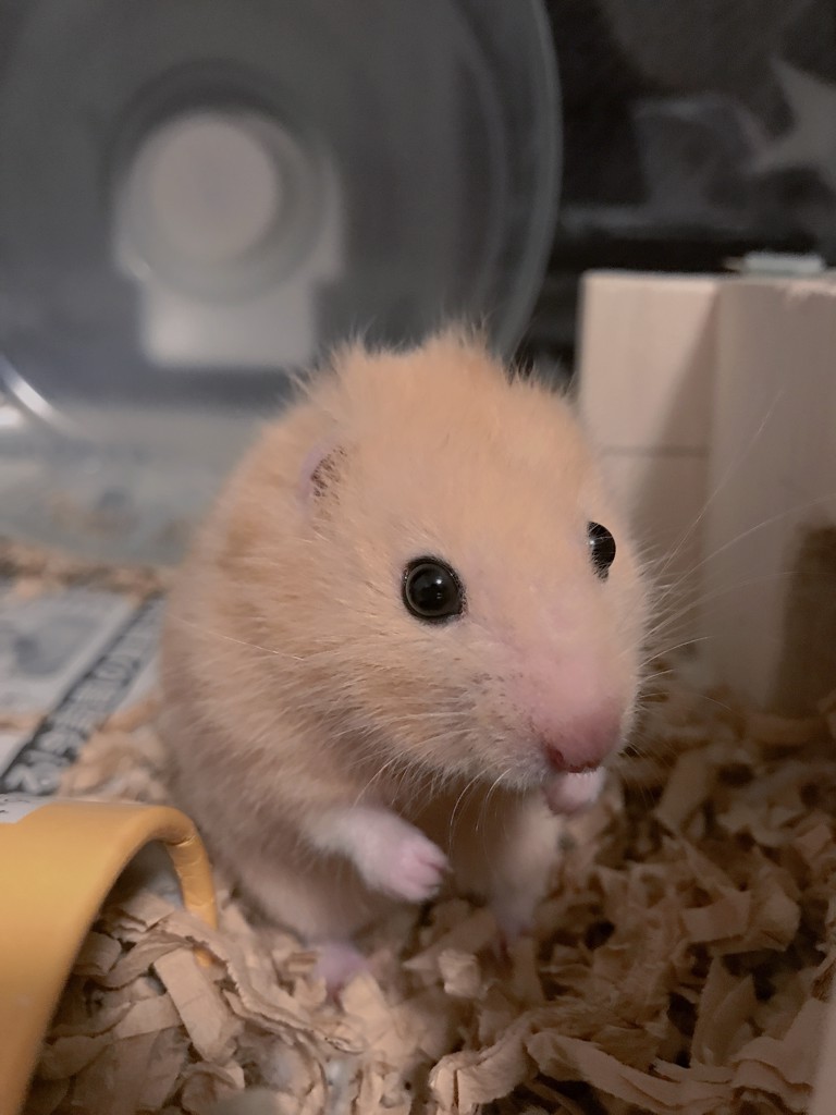 いぶちゃら