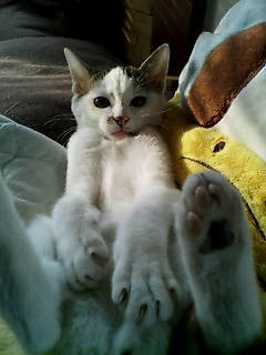 ままねこ