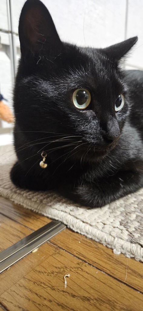 ねこすき