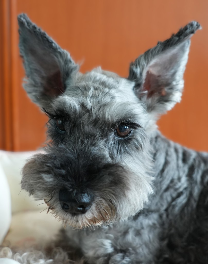 MAYA