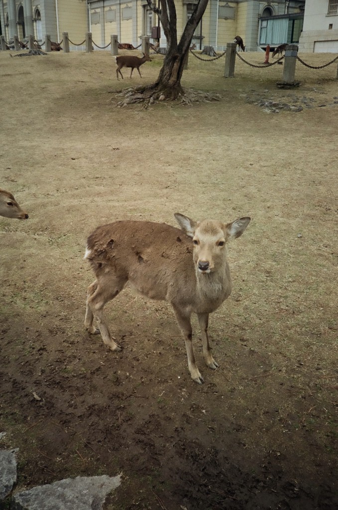 キンソ
