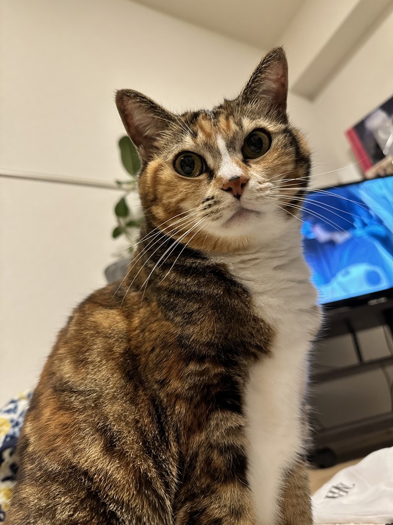 ねこ