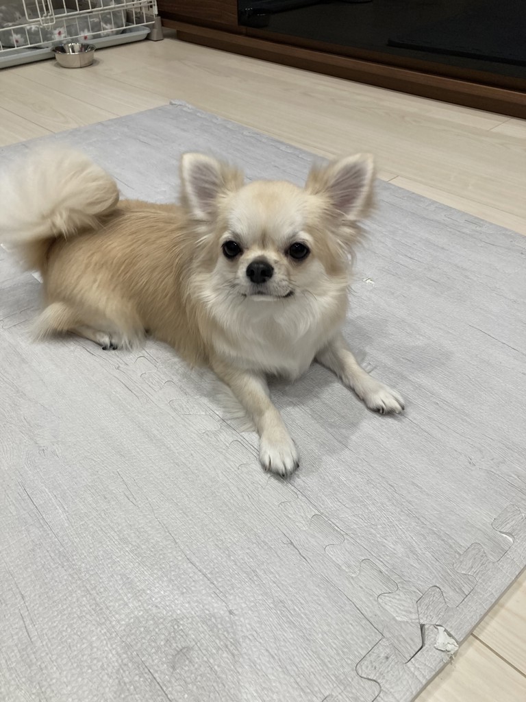 ぽんず