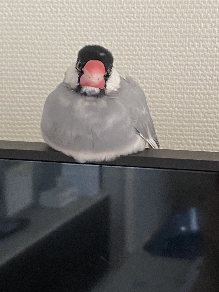 鳥ちゃん