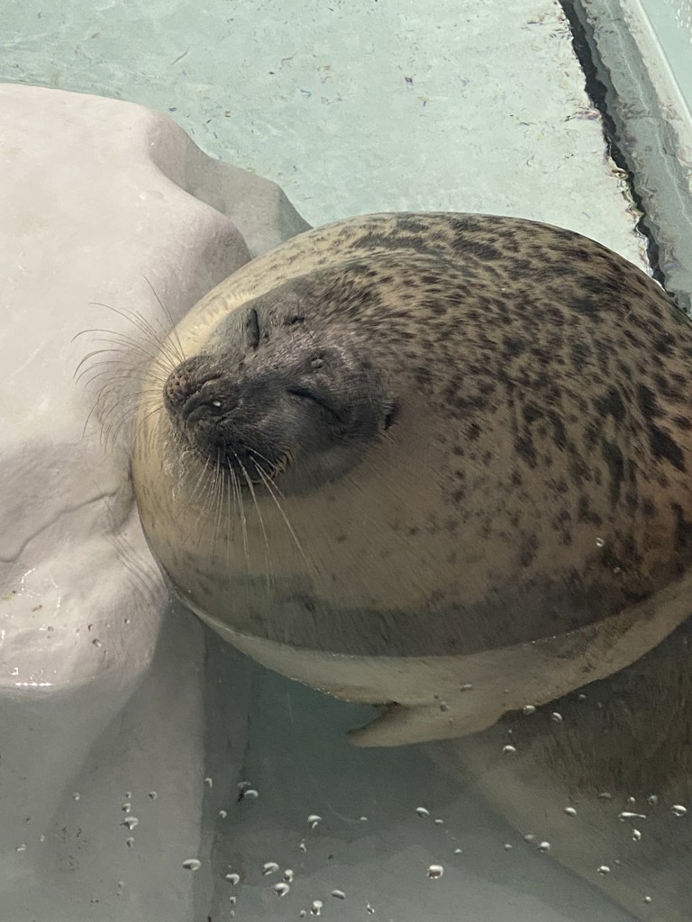 かい