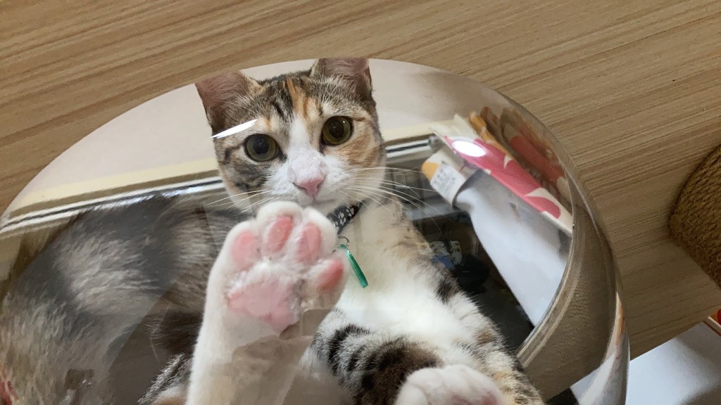 まーゆー