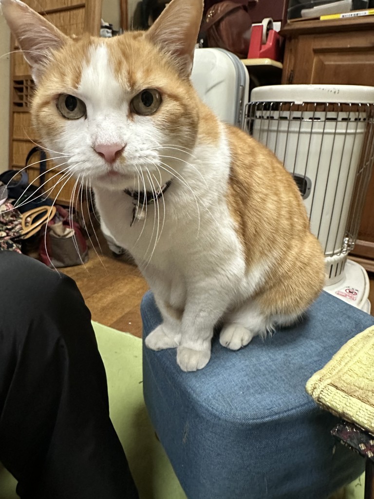 まめこ