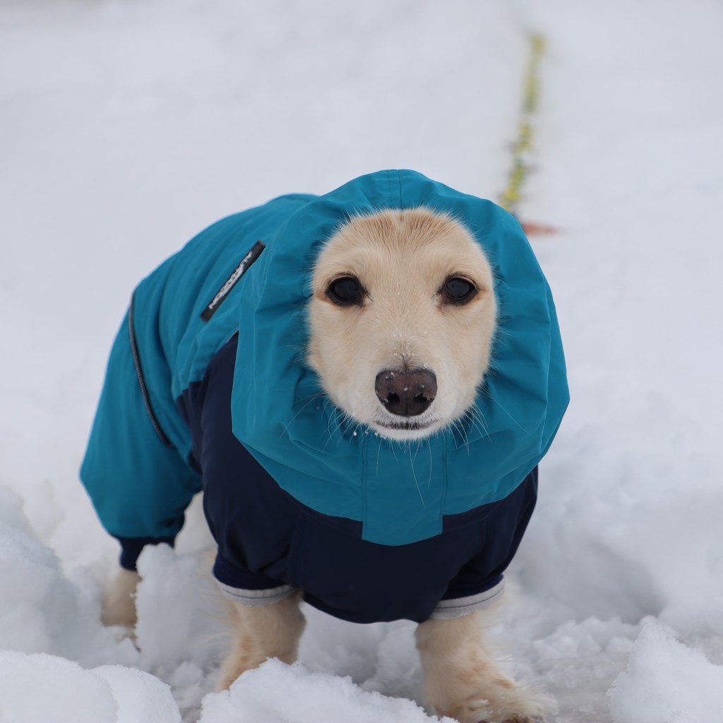 にこちゃん