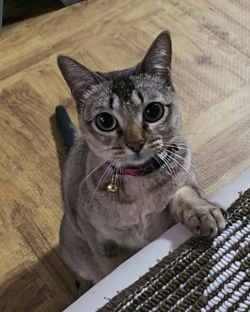 ユーザーアイコン