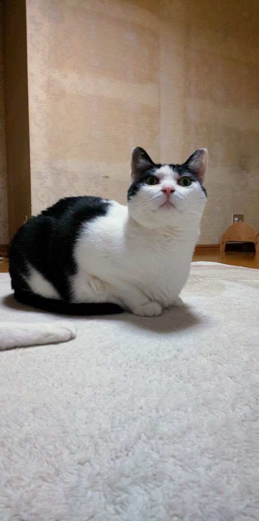 ユーザーアイコン