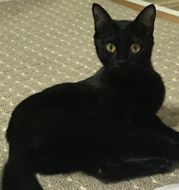 のん