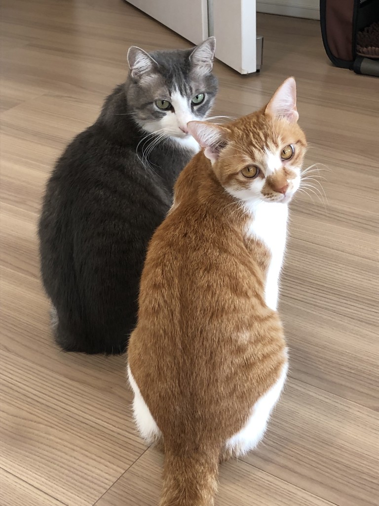 なおぷー