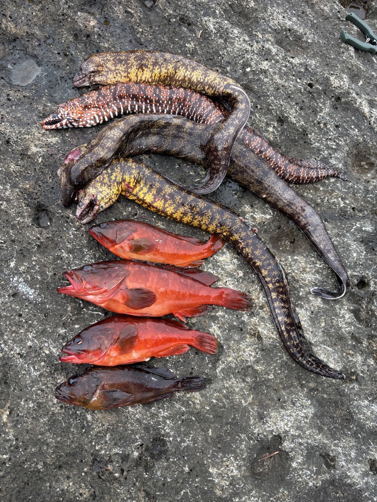 ウツボ職人