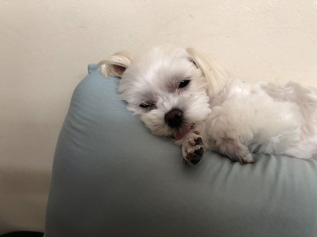 アニマルウォーター 3: 300｜業務用トリミング用品通販ショップ