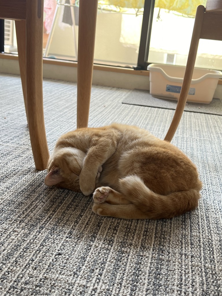 ネコちゃん