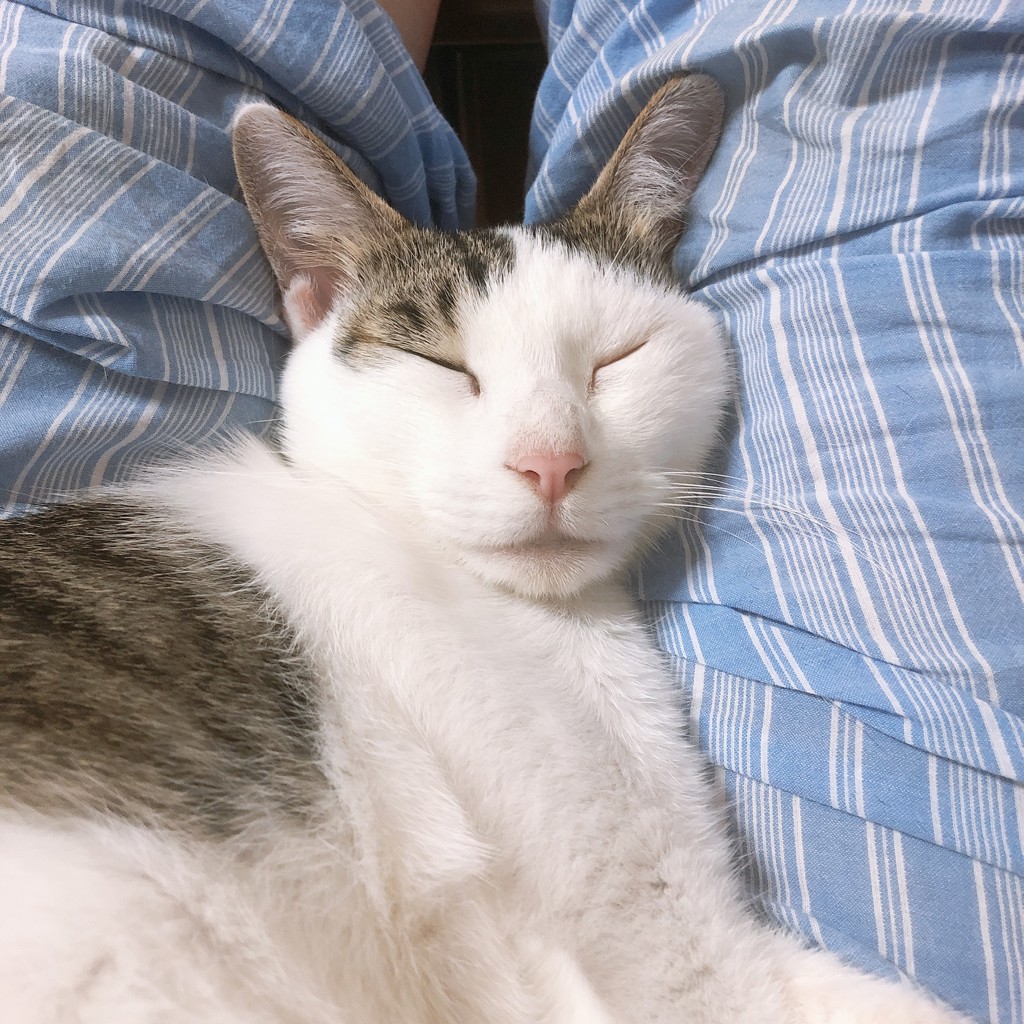 ちまきとしらたま