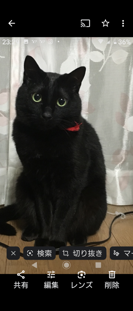 レオにゃん