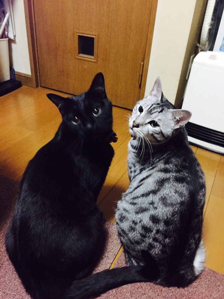 ジジアルキン