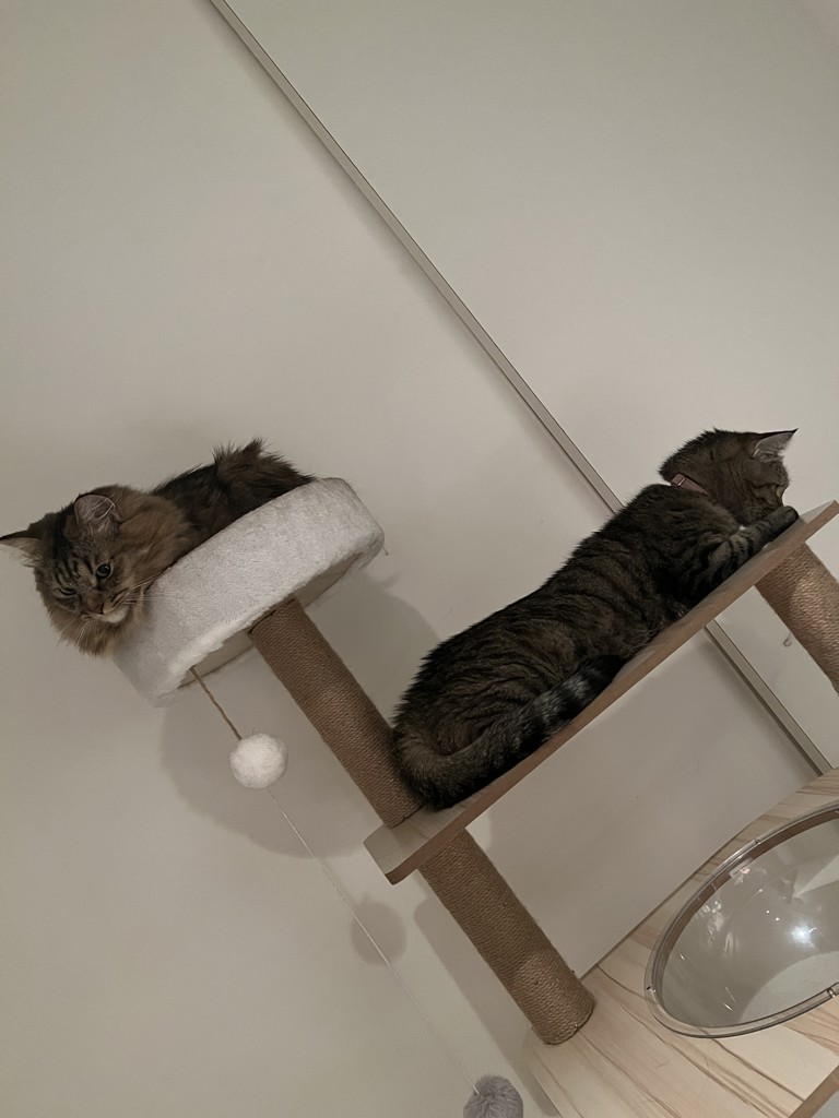 さねずまま
