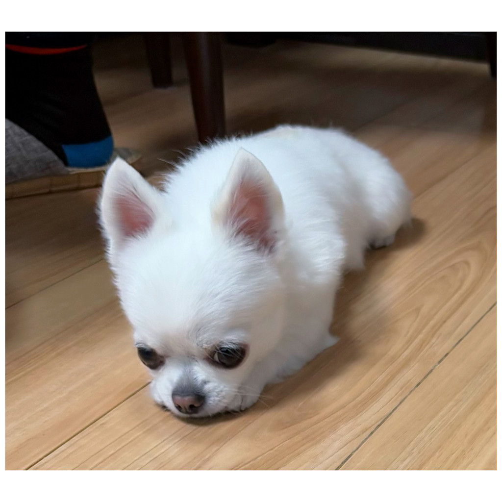 タム