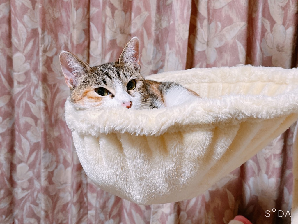みかん箱