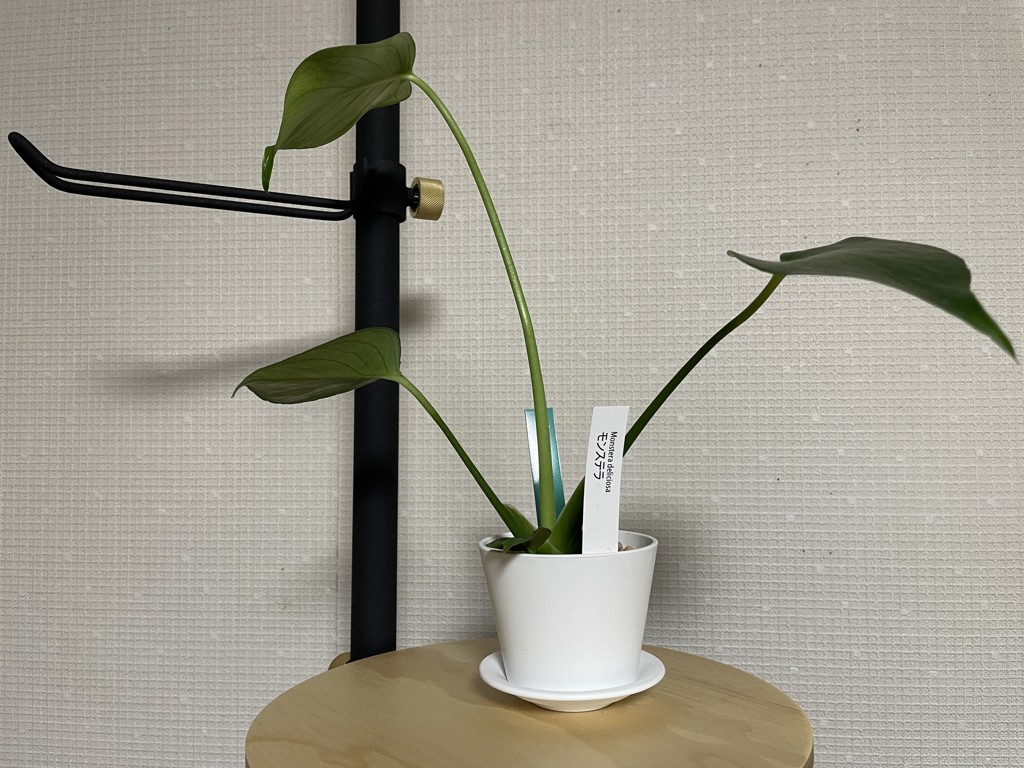 ヘルシーが大好き