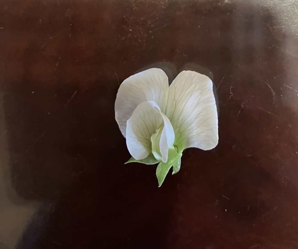 まろまろ