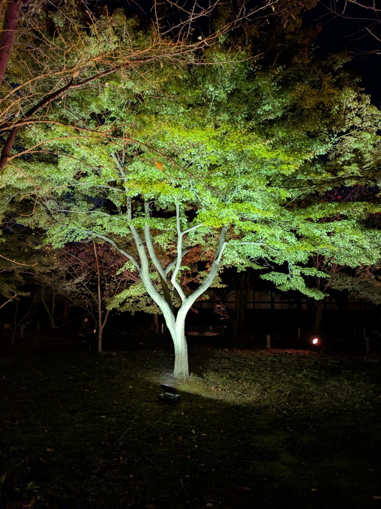 みこらい
