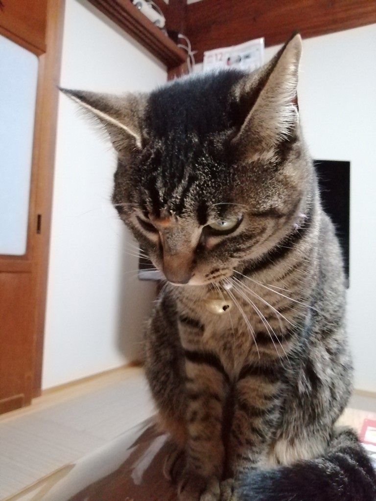 フジコ